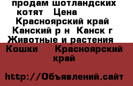 продам шотландских котят › Цена ­ 2 000 - Красноярский край, Канский р-н, Канск г. Животные и растения » Кошки   . Красноярский край